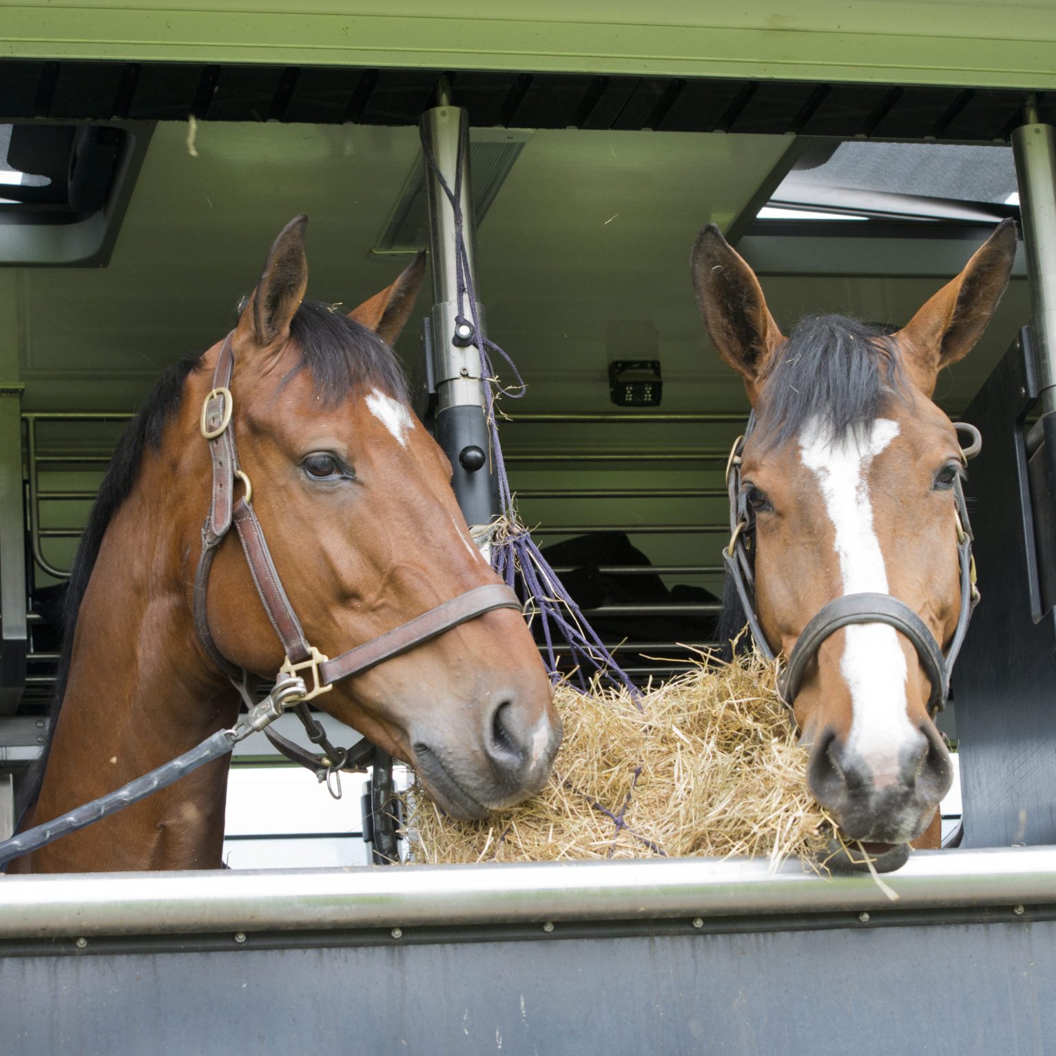 horses eating of a feedbag hanging in a trailer